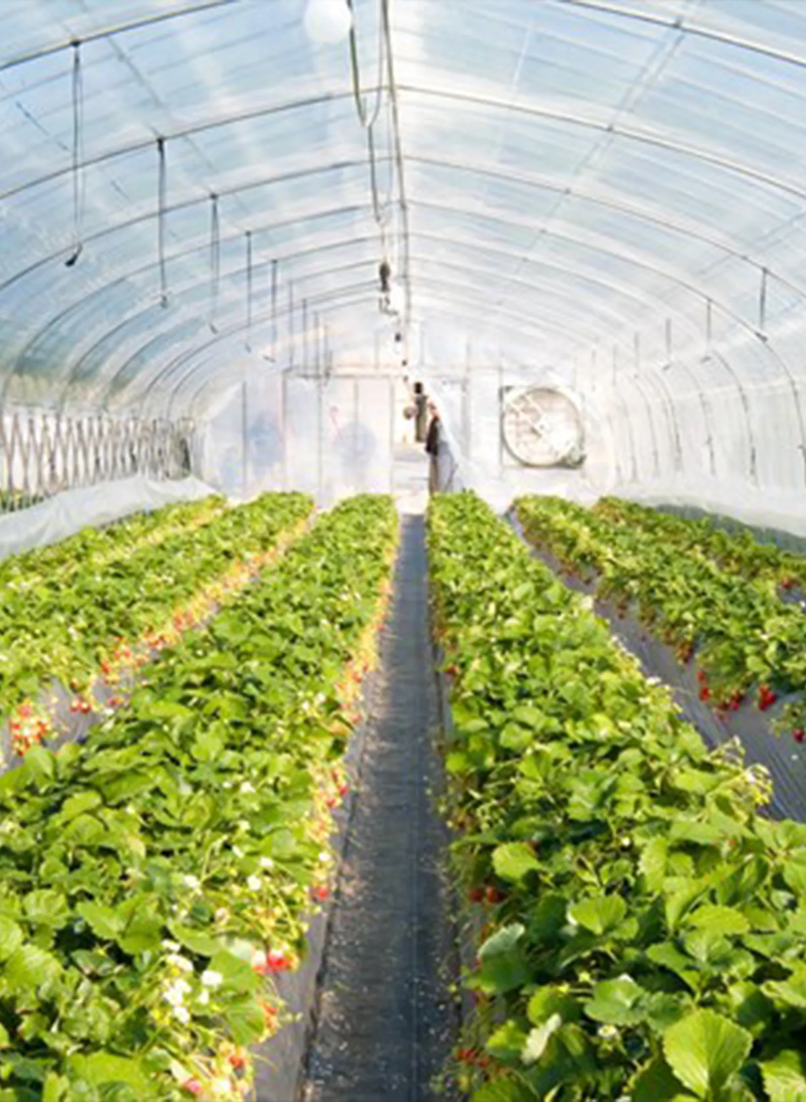 Invernadero de fresas calefaccionado con pellets de madera – industria agroalimentaria Ecuador